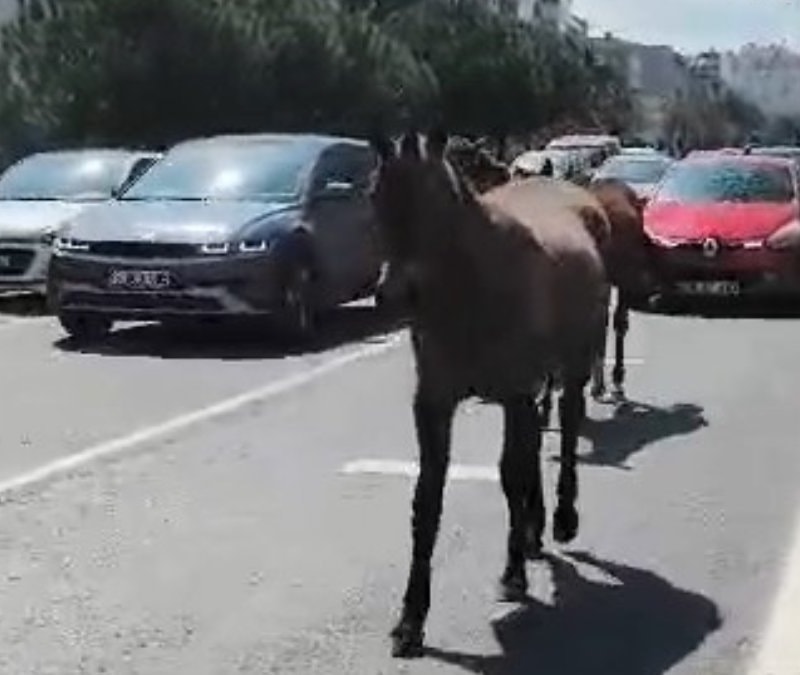 Tekirdağ'da başıboş atlar şehrin yollarını kilitledi