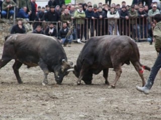 Artvin’de boğa güreşleri sezonu açıldı: Sarıgöl’de nefes kesen mücadele