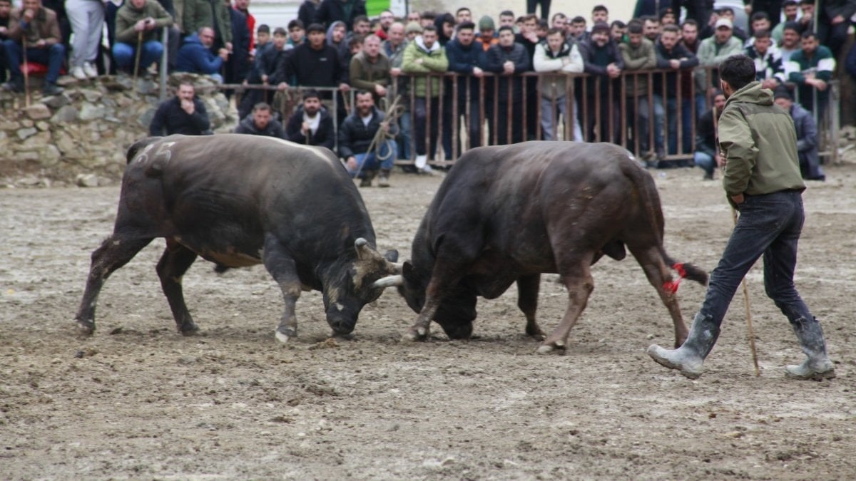 Artvin’de boğa güreşleri sezonu açıldı: Sarıgöl’de nefes kesen mücadele