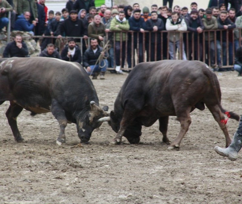 Artvin’de boğa güreşleri sezonu açıldı: Sarıgöl’de nefes kesen mücadele