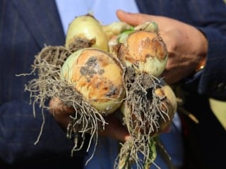 Adana'da turfanda soğanda hasat başladı: Fiyatı talep belirleyecek