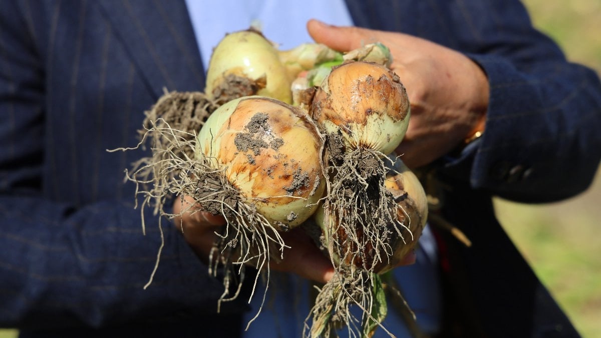 Adana'da turfanda soğanda hasat başladı: Fiyatı talep belirleyecek