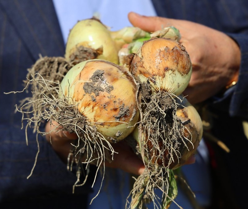 Adana'da turfanda soğanda hasat başladı: Fiyatı talep belirleyecek