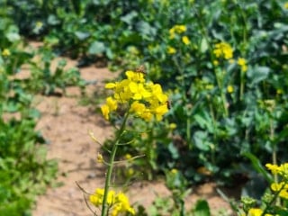Edirne'de 'sarı altın çiçeği’ kanola ile tarlalar renklendi