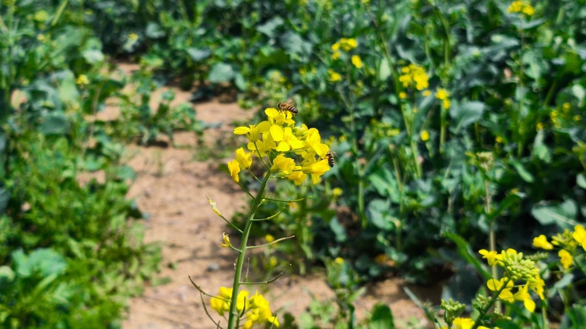 Edirne'de 'sarı altın çiçeği’ kanola ile tarlalar renklendi