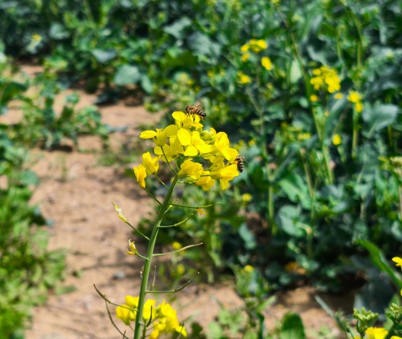 Edirne'de 'sarı altın çiçeği’ kanola ile tarlalar renklendi