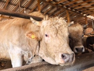 Bursa'da kurbanlıklar satışa çıktı: 1,1 tonluk 'Paşa' alıcısını bekliyor