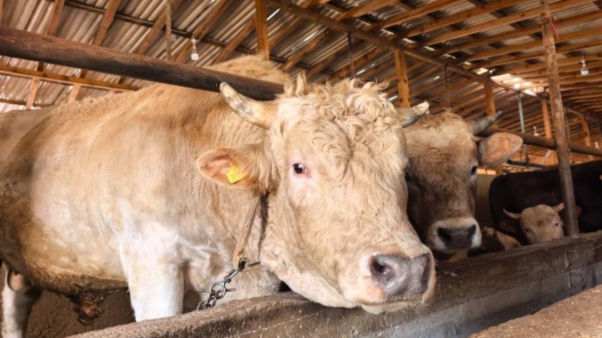 Bursa'da kurbanlıklar satışa çıktı: 1,1 tonluk 'Paşa' alıcısını bekliyor