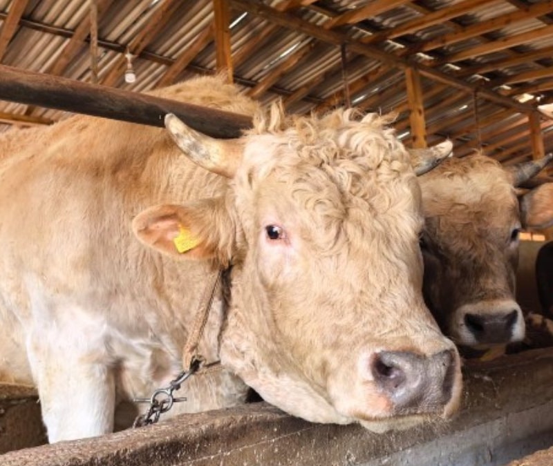 Bursa'da kurbanlıklar satışa çıktı: 1,1 tonluk 'Paşa' alıcısını bekliyor