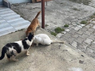 Antalya'da kötü şartlarda tutulan kedi ve köpekler kurtarıldı