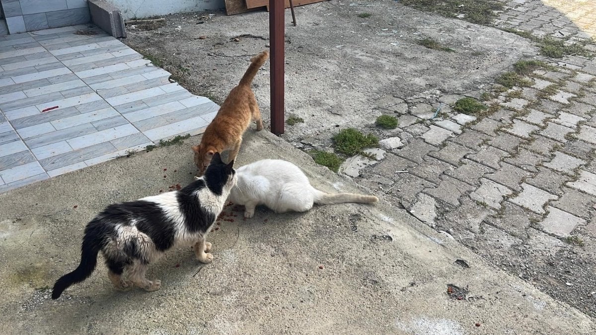 Antalya'da kötü şartlarda tutulan kedi ve köpekler kurtarıldı