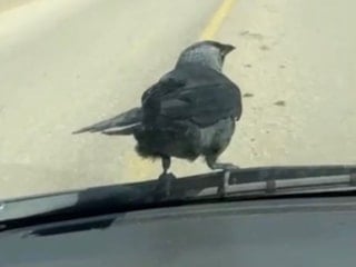 Düzce’de şaşırtan anlar: Karga seyir halindeki otomobile kondu, sürücünün omzuna indi