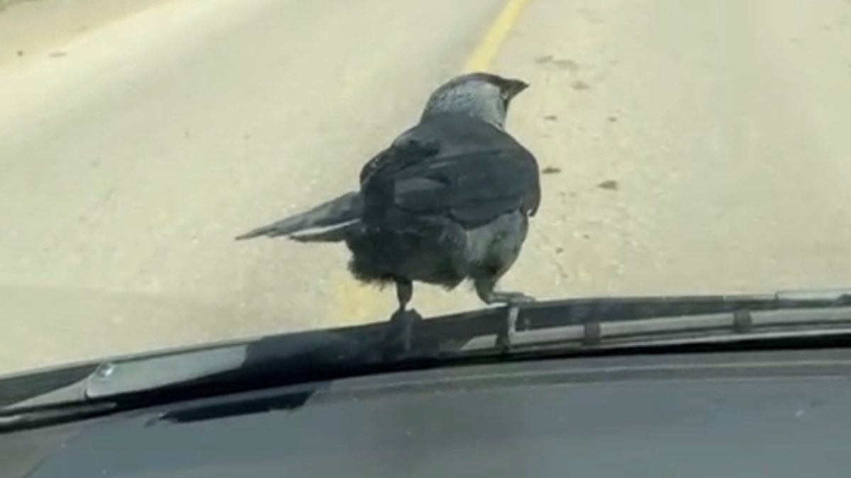 Düzce’de şaşırtan anlar: Karga seyir halindeki otomobile kondu, sürücünün omzuna indi