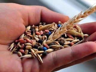 Rekabet Kurulu'ndan 4 tohum şirketine 189 milyon lira ceza