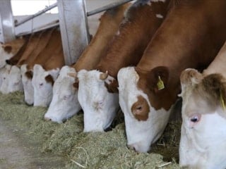 İbrahim Yumaklı: Kastamonu'ya 784 milyon liralık besi organize tarım bölgesi yatırımı