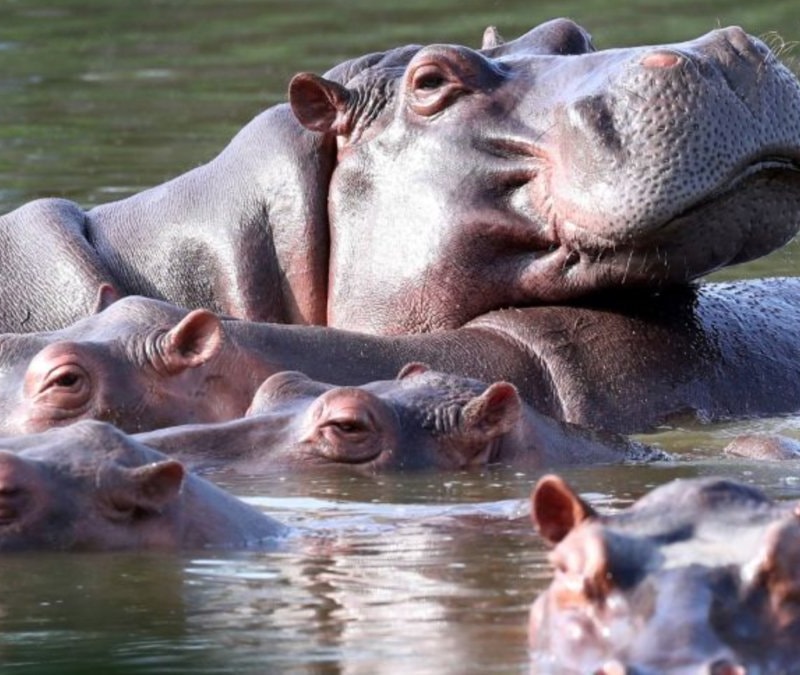 Kolombiya'da Pablo Escobar'ın su aygırları için öldürme kararı