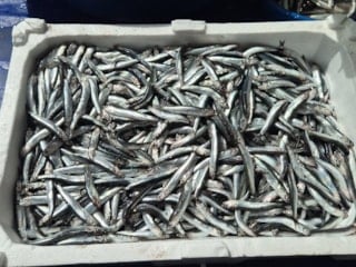 Tekirdağ'da av yasağı öncesi balık pazarlarında yoğunluk