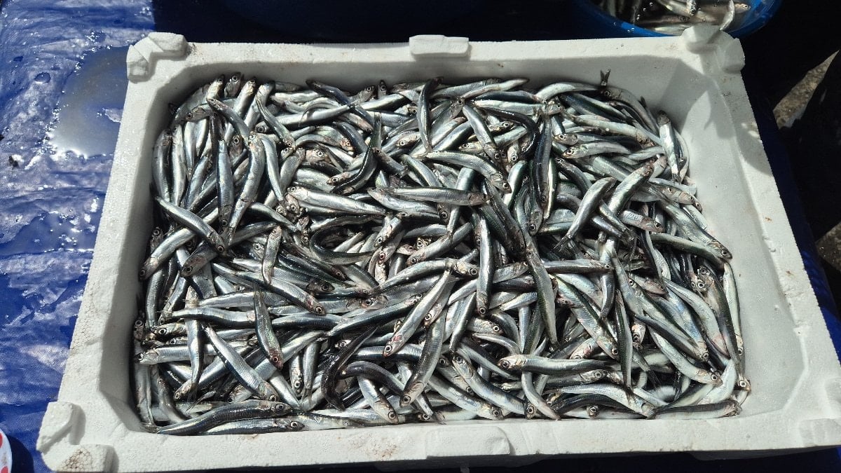 Tekirdağ'da av yasağı öncesi balık pazarlarında yoğunluk