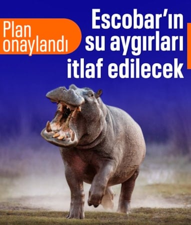 Kolombiya'da Pablo Escobar'ın su aygırları için öldürme kararı