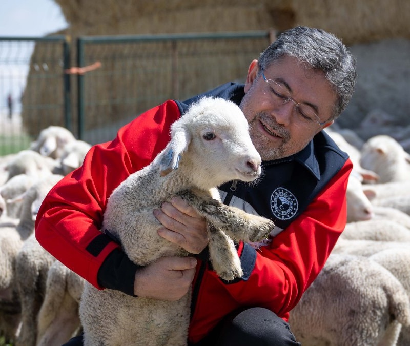 Hayvancılığa destek sürüyor: 150 bin küçükbaş için son gün 30 Nisan