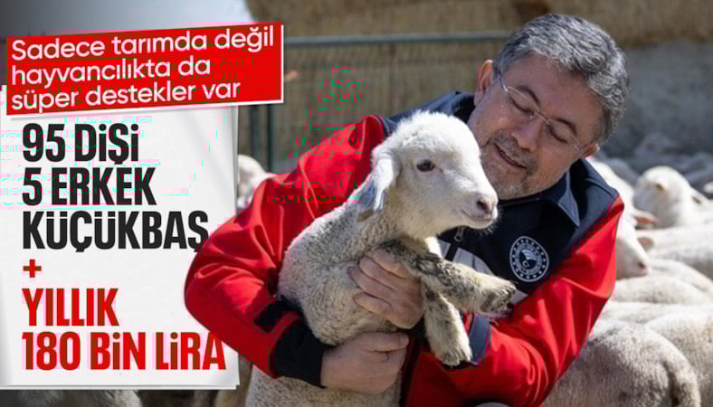 Hayvancılığa destek sürüyor: 150 bin küçükbaş için son gün 30 Nisan
