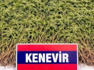 Aydın'da zeytin bahçesindeki serada 208 kök Hint keneviri bulundu