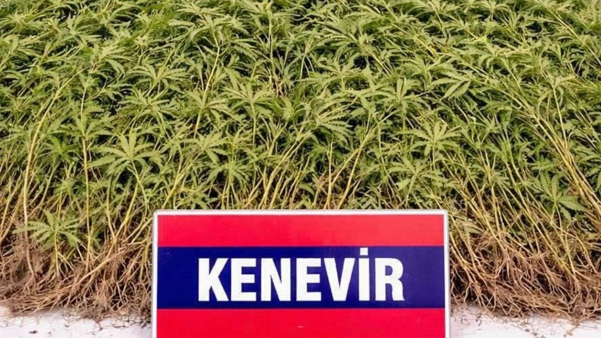 Aydın'da zeytin bahçesindeki serada 208 kök Hint keneviri bulundu