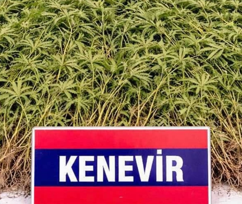 Aydın'da zeytin bahçesindeki serada 208 kök Hint keneviri bulundu