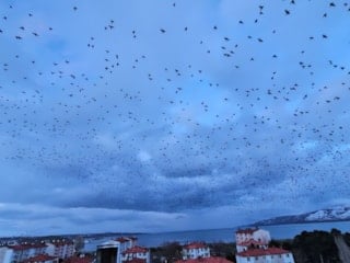 Bitlis'te gökyüzünü kaplayan kullardan görsel şölen