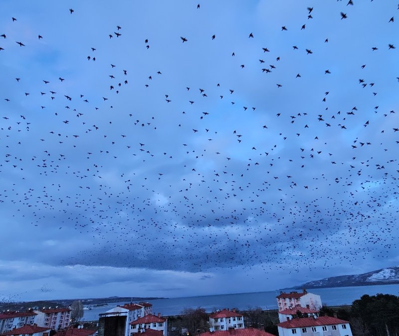 Bitlis'te gökyüzünü kaplayan kullardan görsel şölen