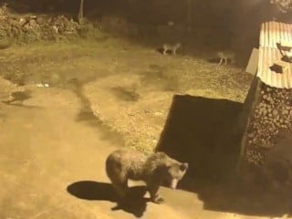 Artvin’de aç kalan ayılar, tilkilerle birlikte köylere indi