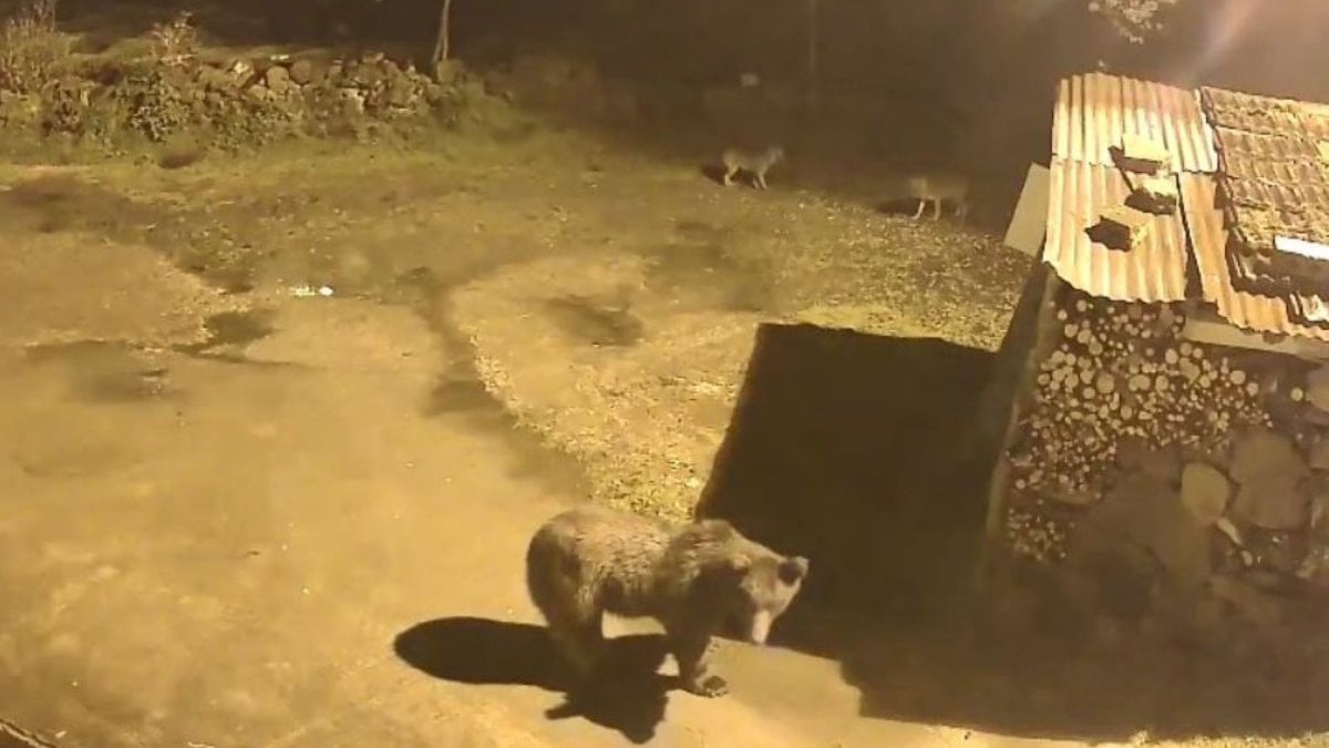 Artvin’de aç kalan ayılar, tilkilerle birlikte köylere indi