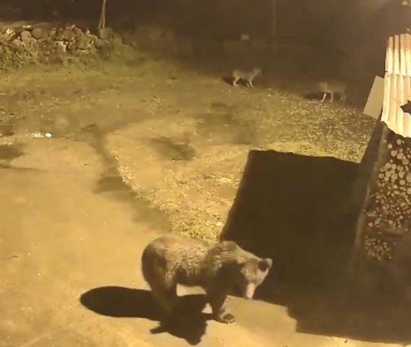 Artvin’de aç kalan ayılar, tilkilerle birlikte köylere indi