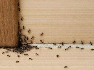 Karınca kovma duası: Neml suresi 18. ayet