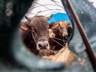 Yanlış kurban seçmeyin: Kurbanlıkta en önemli kriterler