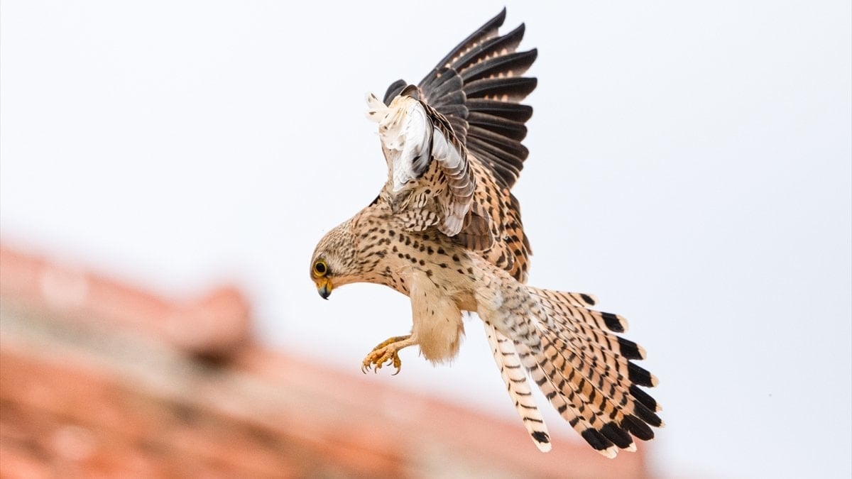 Gediz Deltası’nda bahar hareketliliği: 'Küçük Kerkenezler' yuvalarına döndü