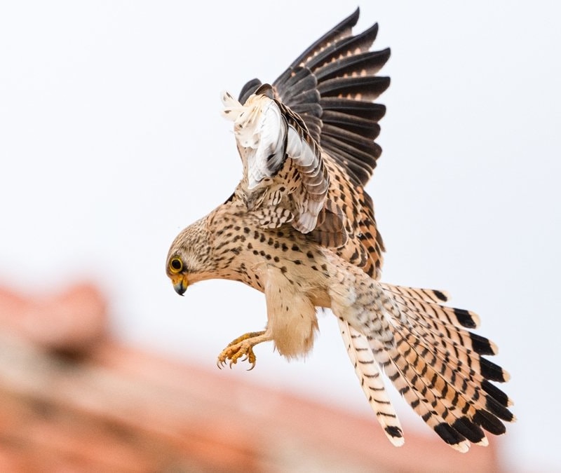 Gediz Deltası’nda bahar hareketliliği: 'Küçük Kerkenezler' yuvalarına döndü