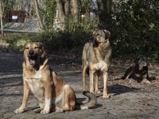Sözde hayvanseverden okul saldırılarına ilişkin paylaşım: Köpeklerin ahı var