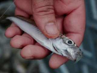 Türkiye'de denizlerde avcılık küçük türlere kaydı