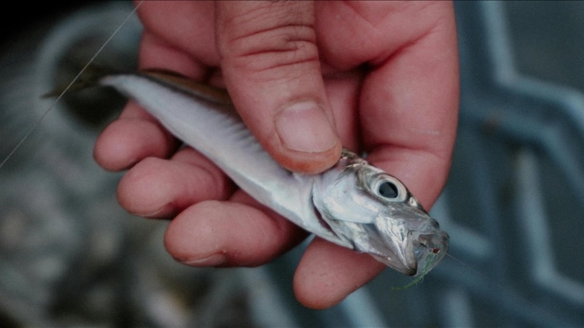 Türkiye'de denizlerde avcılık küçük türlere kaydı