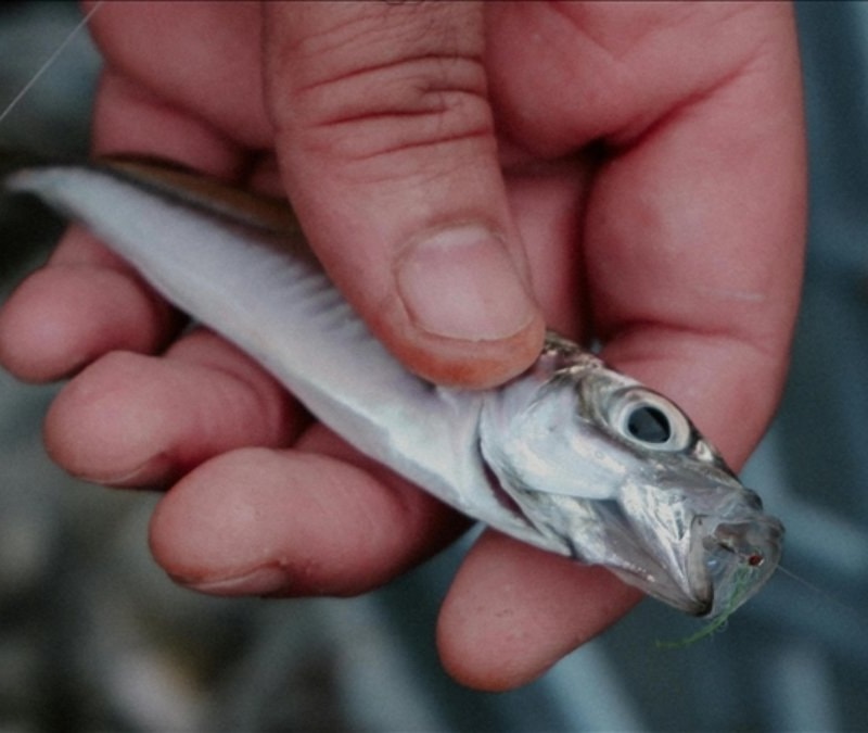 Türkiye'de denizlerde avcılık küçük türlere kaydı