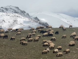 Hakkari'de küçükbaş hayvanlar meraya çıktı