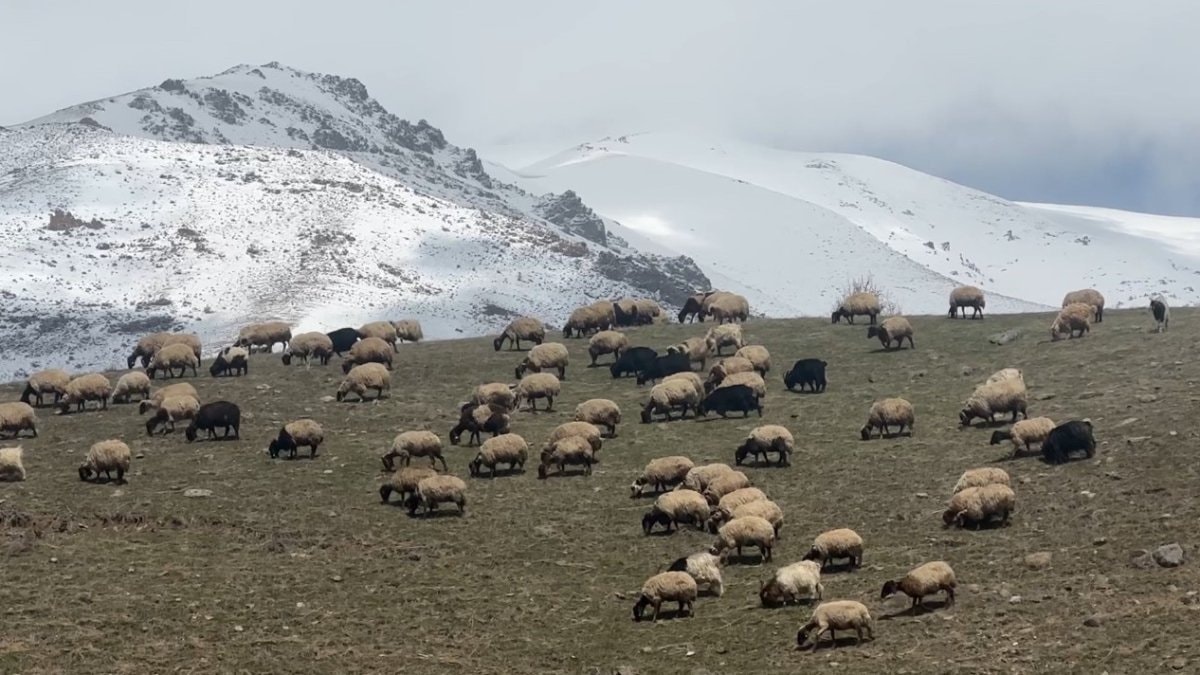 Hakkari'de küçükbaş hayvanlar meraya çıktı