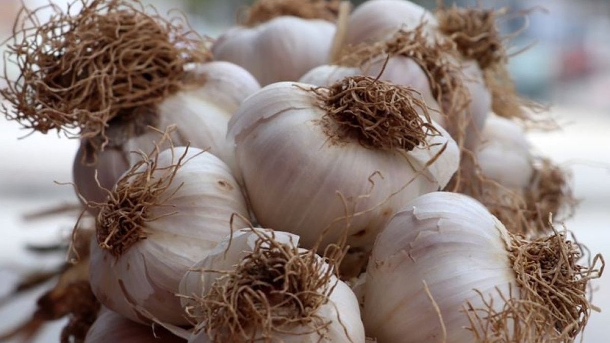 Sarımsak saklama taktiği: Bu yöntemle 2 yıl boyunca taze kalıyor