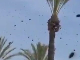 İsrail'de arı istilası uçakları durdurdu: Halka 'evinizden çıkmayın' uyarısı yapıldı