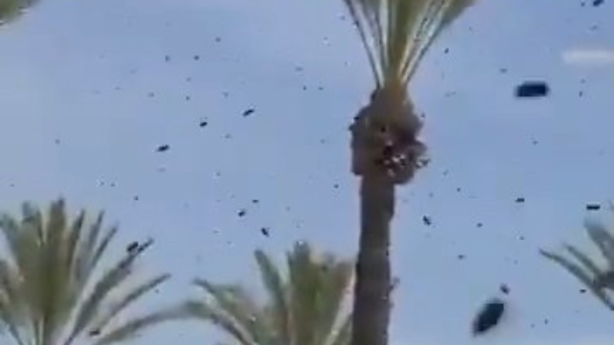 İsrail'de arı istilası uçakları durdurdu: Halka 'evinizden çıkmayın' uyarısı yapıldı