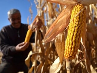 Mısırda yeni tarife kontenjanı açıldı