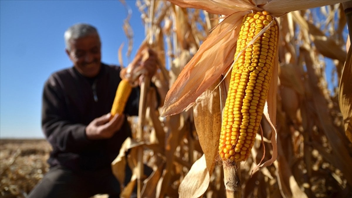 Mısırda yeni tarife kontenjanı açıldı