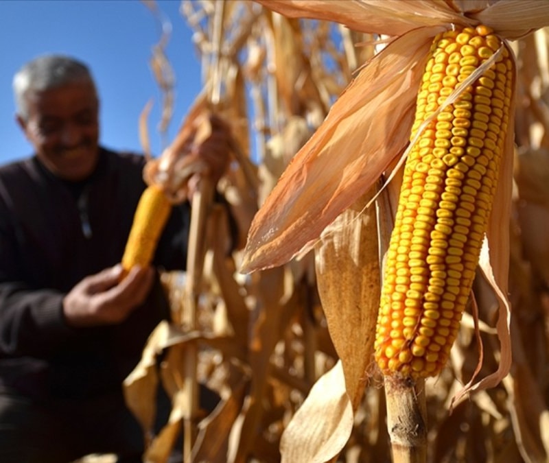 Mısırda yeni tarife kontenjanı açıldı