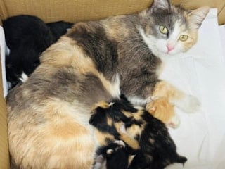 Van’da anaokuluna sığınan kedi, 6 yavru doğurdu